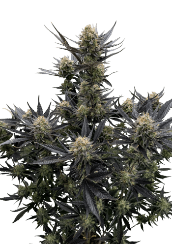 Guava Auto RF3 Cannabis Seeds by Fast Buds
