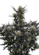 Guava Auto RF3 Cannabis Seeds by Fast Buds