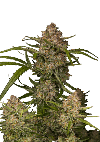 Guava Auto Cannabis Seeds by Fast Buds