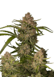 Guava Auto Cannabis Seeds by Fast Buds