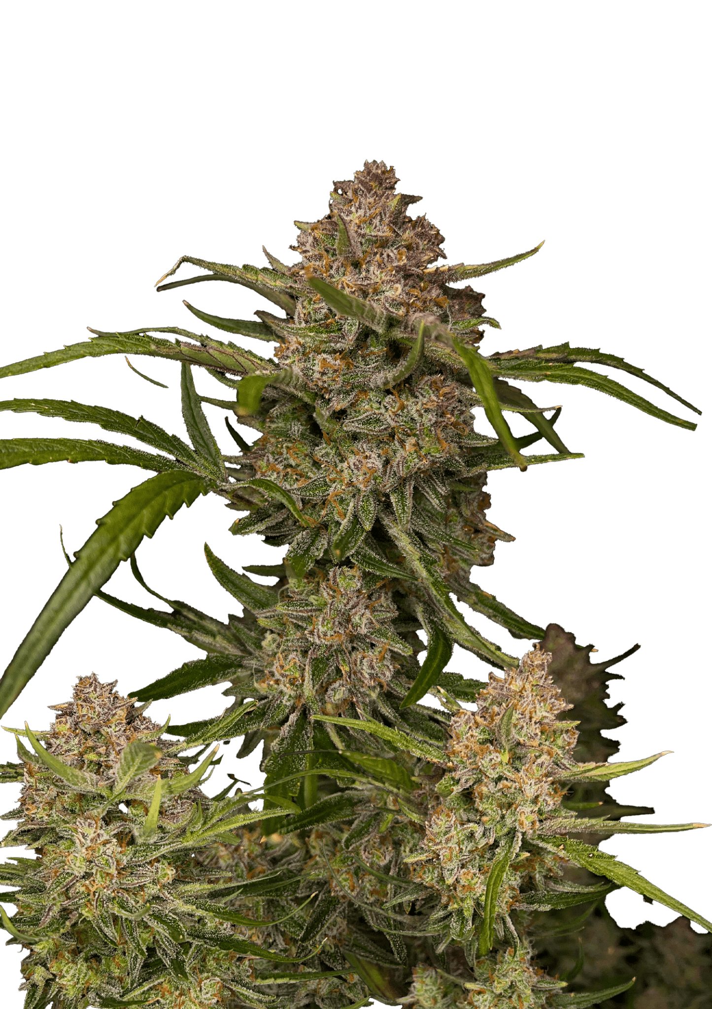 Guava Auto Cannabis Seeds by Fast Buds Guava Auto Cannabis Seeds by Fast Buds