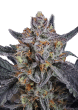 Guava Runtz Auto Cannabis Seeds by Fast Buds