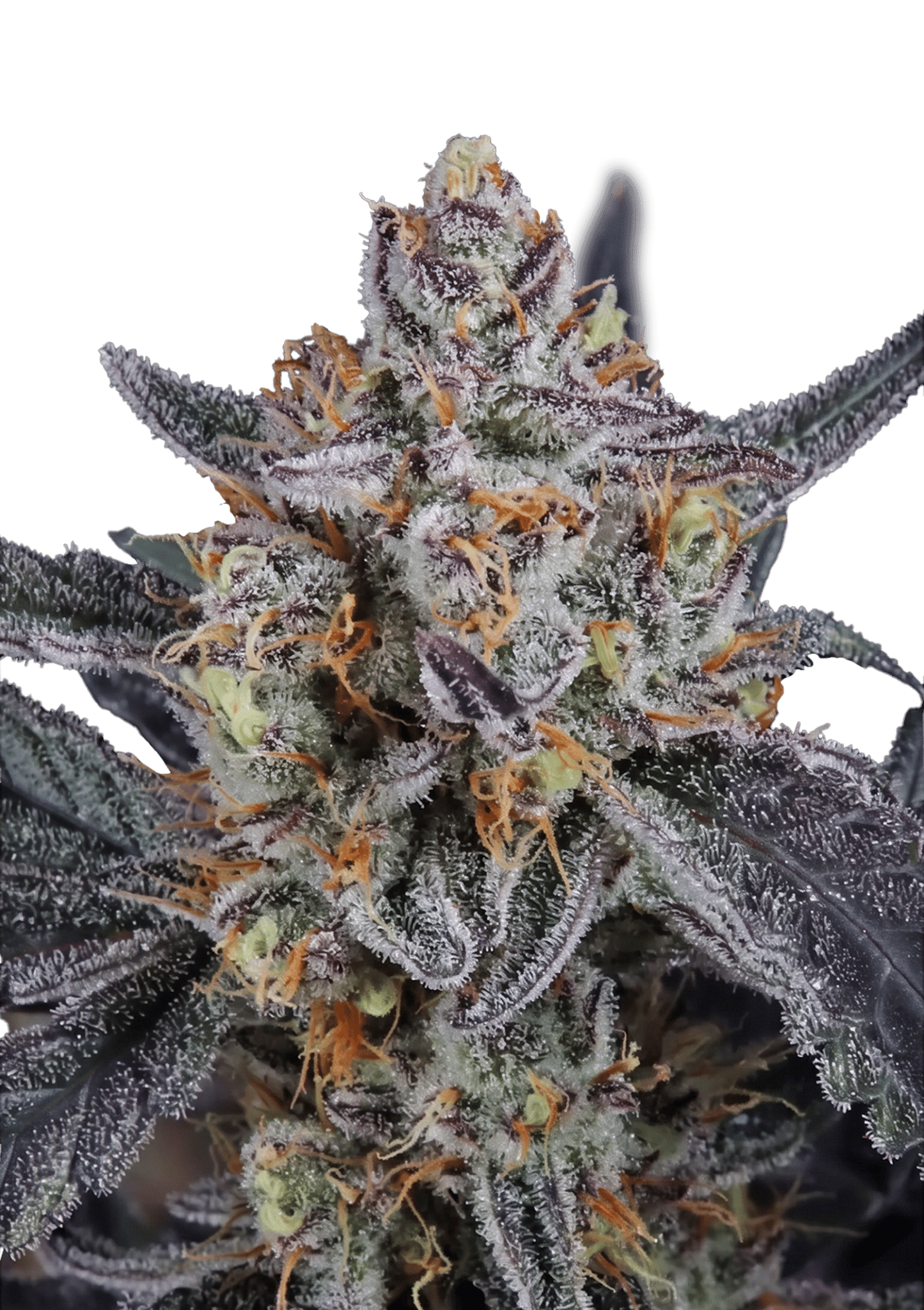 Guava Runtz Auto Cannabis Seeds by Fast Buds Guava Runtz Auto Cannabis Seeds by Fast Buds