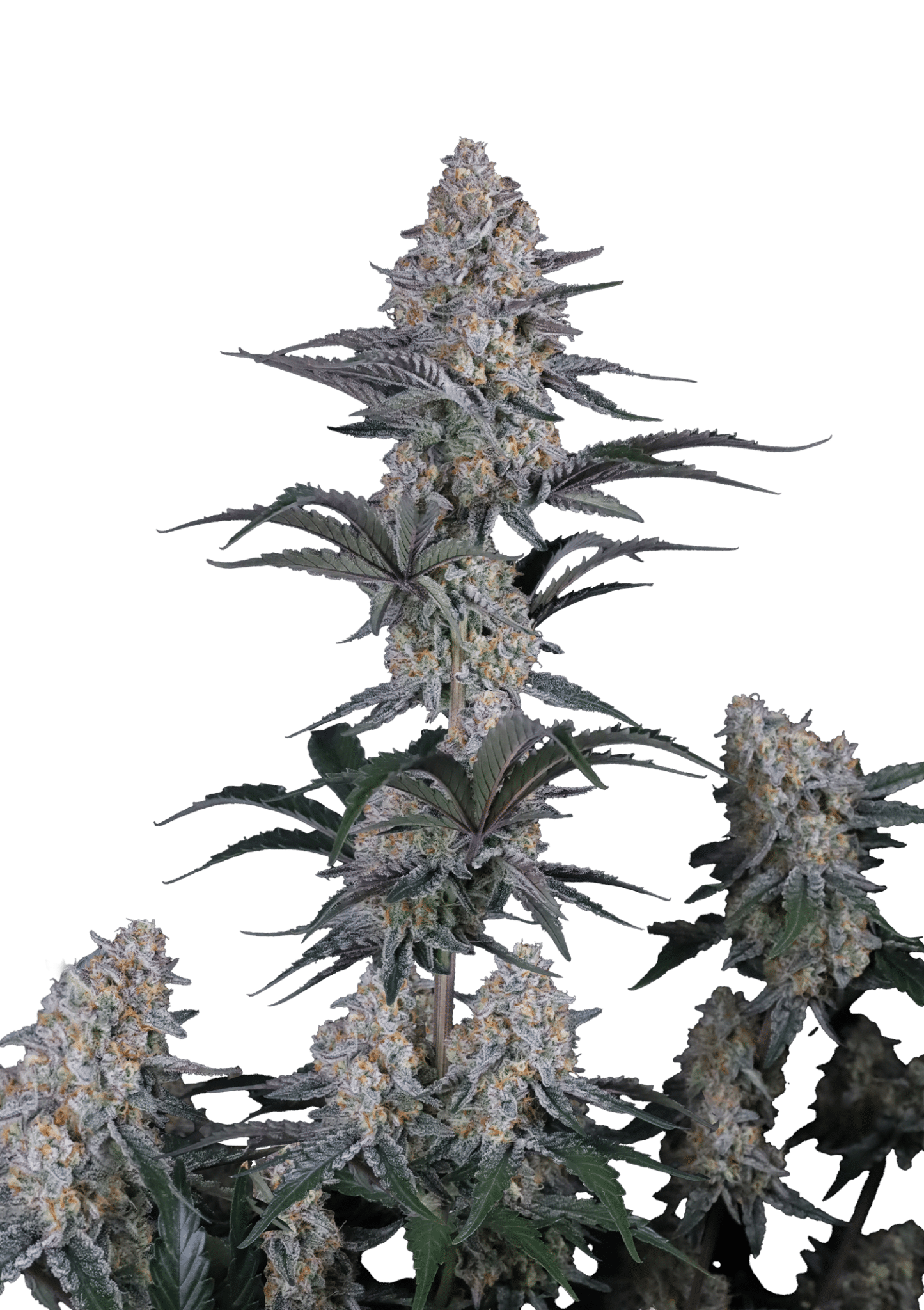 Guava Sundae Auto Cannabis Seeds by Fast Buds Guava Sundae Auto Cannabis Seeds by Fast Buds