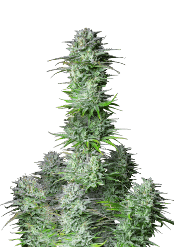 Kosher Cake Cannabis Seeds by Fast Buds