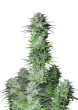 Kosher Cake Cannabis Seeds by Fast Buds
