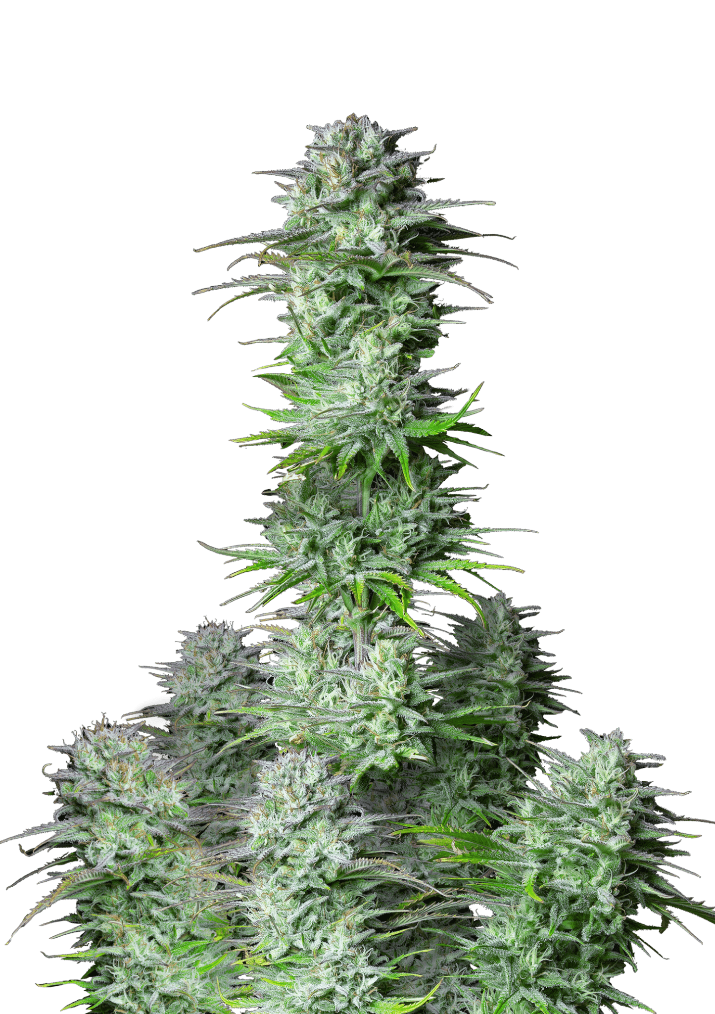 Kosher Cake Cannabis Seeds by Fast Buds Kosher Cake Cannabis Seeds by Fast Buds