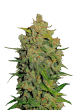 Lemon AK Auto Cannabis Seeds by Fast Buds