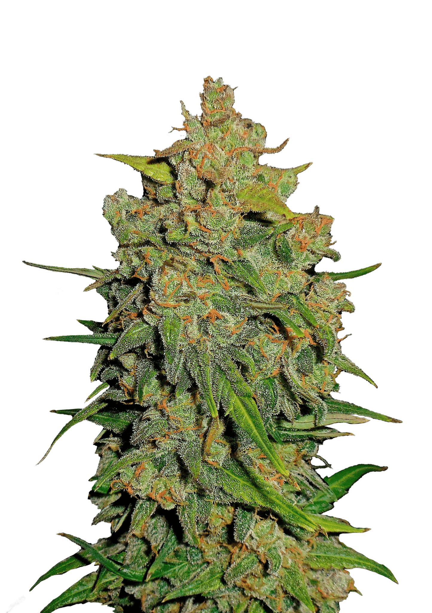 Lemon AK Auto Cannabis Seeds by Fast Buds Lemon AK Auto Cannabis Seeds by Fast Buds