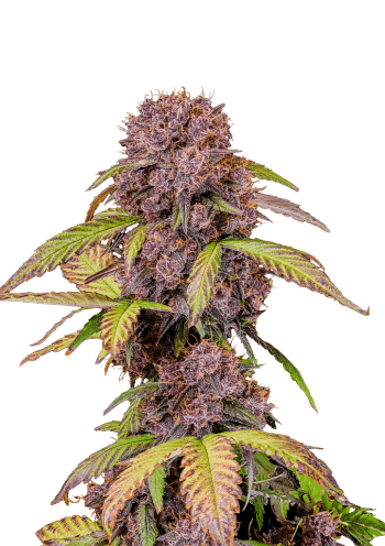Lemon Cherry Cookies Auto Cannabis Seeds by Fast Buds
