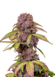 Lemon Cherry Cookies Auto Cannabis Seeds by Fast Buds