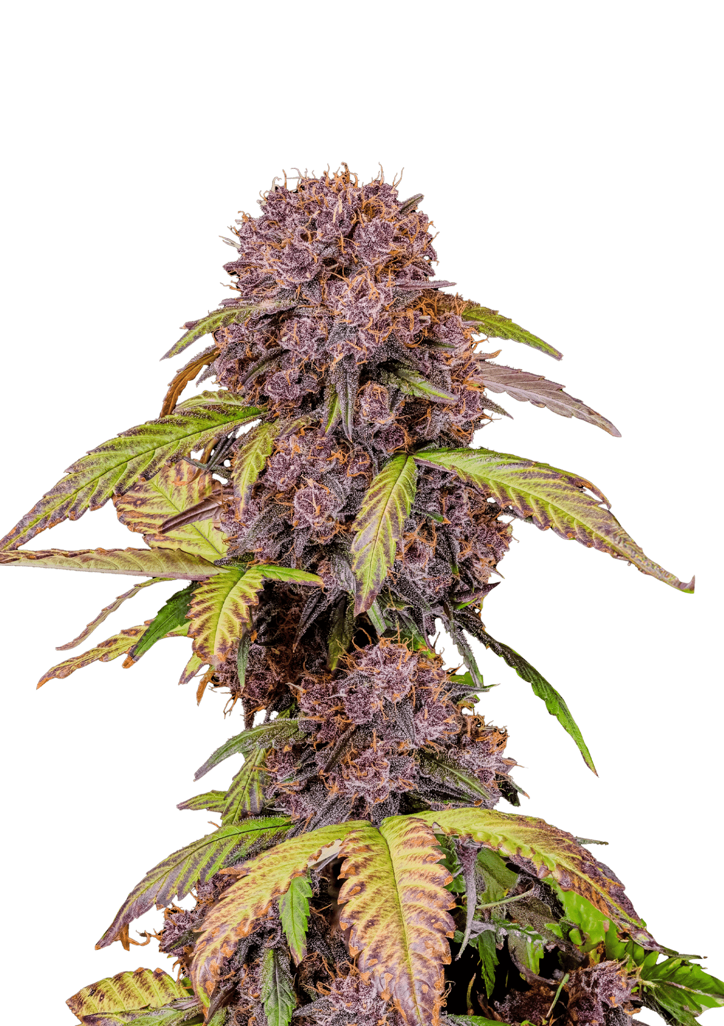 Lemon Cherry Cookies Auto Cannabis Seeds by Fast Buds Lemon Cherry Cookies Auto Cannabis Seeds by Fast Buds