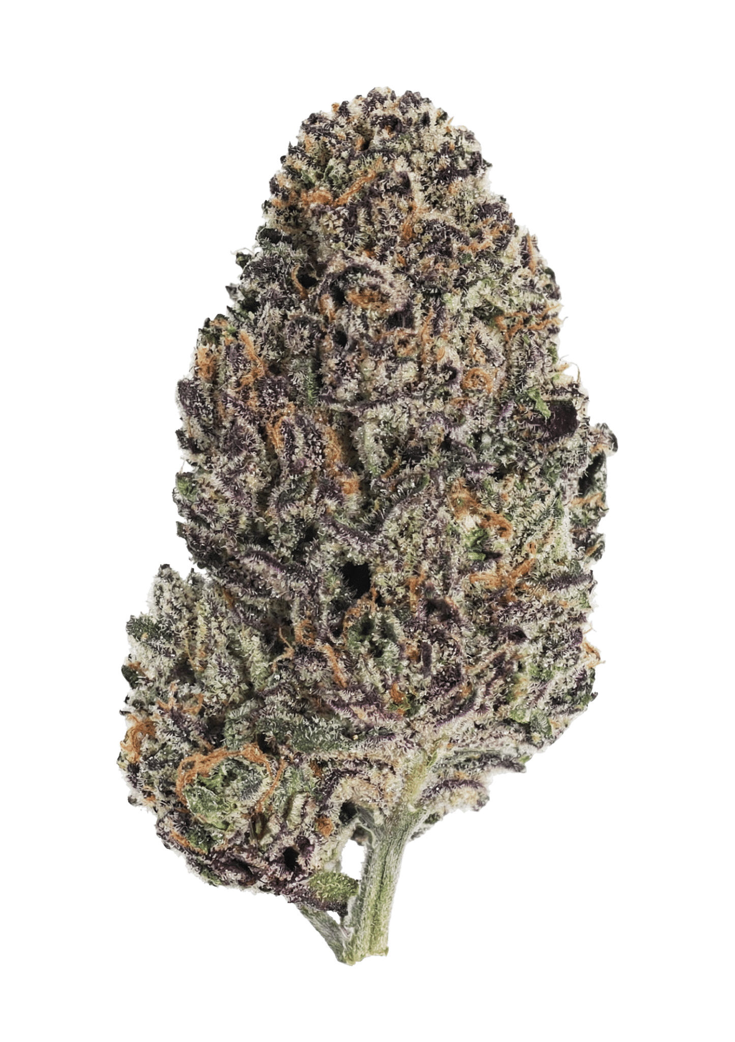 Lemon Cherry Runtz Feminized Cannabis Seeds by Fast Buds Lemon Cherry Runtz Feminized Cannabis Seeds by Fast Buds