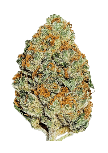 Lemon Mandarin Feminized Cannabis Seeds by Fast Buds