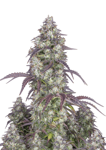 Lemon Pie Cannabis Seeds by Fast Buds
