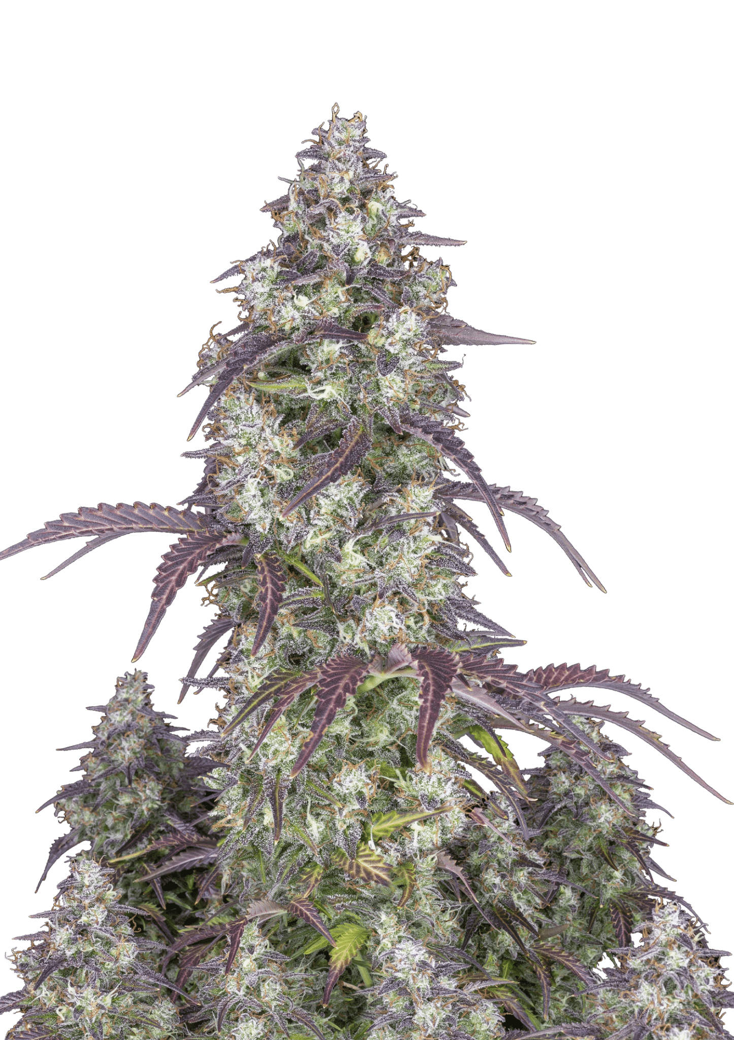 Lemon Pie Cannabis Seeds by Fast Buds Lemon Pie Cannabis Seeds by Fast Buds