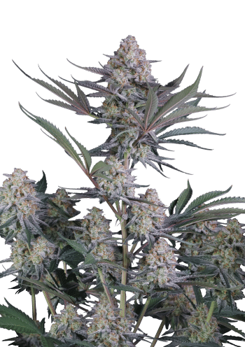 Lemon Tree Auto Cannabis Seeds by Fast Buds