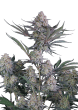 Lemon Tree Auto Cannabis Seeds by Fast Buds