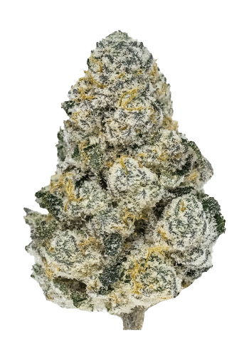Lemonpaya Feminized Cannabis Seeds by Fast Buds