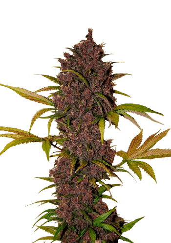 LSD Auto Cannabis Seeds by Fast Buds