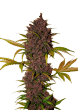 LSD Auto Cannabis Seeds by Fast Buds