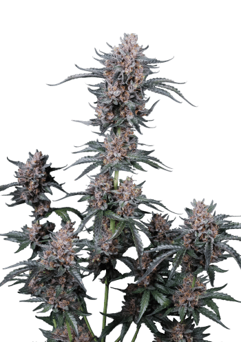 Mango Cherry Runtz Auto Cannabis Seeds by Fast Buds
