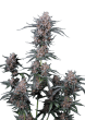 Mango Cherry Runtz Auto Cannabis Seeds by Fast Buds