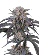 Mango Frost Auto Cannabis Seeds by Fast Buds