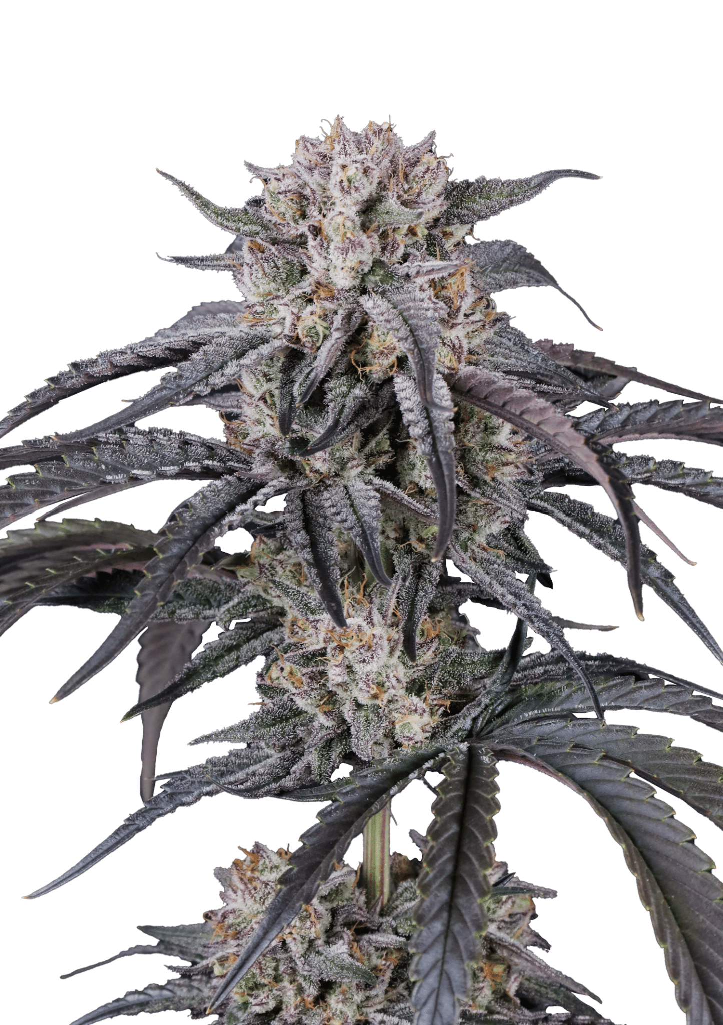 Mango Frost Auto Cannabis Seeds by Fast Buds Mango Frost Auto Cannabis Seeds by Fast Buds