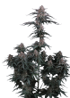Mendo Cherry Cookies Auto Cannabis Seeds by Fast Buds