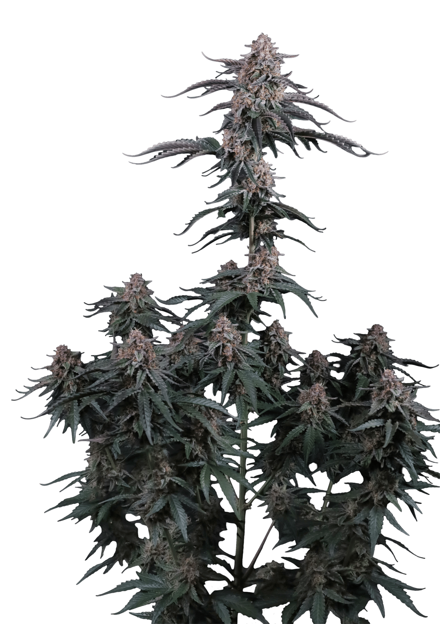 Mendo Cherry Cookies Auto Cannabis Seeds by Fast Buds Mendo Cherry Cookies Auto Cannabis Seeds by Fast Buds