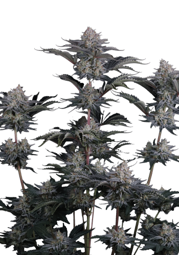 Mendo Frost Auto Cannabis Seeds by Fast Buds