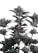 Mendo Frost Auto Cannabis Seeds by Fast Buds