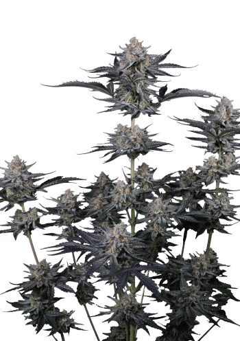 Mendo Guava Auto Cannabis Seeds by Fast Buds