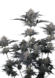 Mendo Guava Auto Cannabis Seeds by Fast Buds