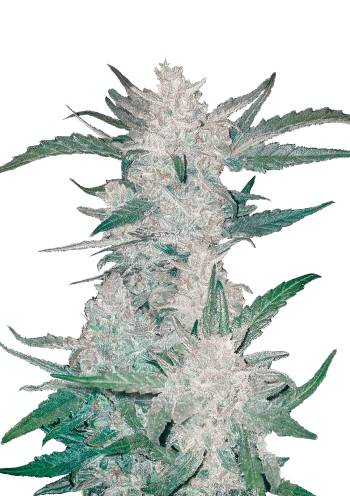 Mexican Airlines Auto Cannabis Seeds by Fast Buds