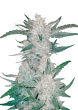 Mexican Airlines Auto Cannabis Seeds by Fast Buds