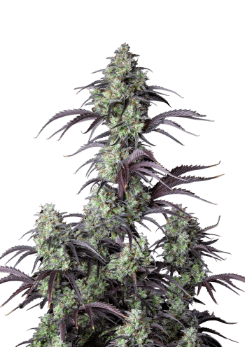 Mimosa Cake Cannabis Seeds by Fast Buds