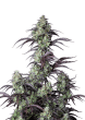 Mimosa Cake Cannabis Seeds by Fast Buds