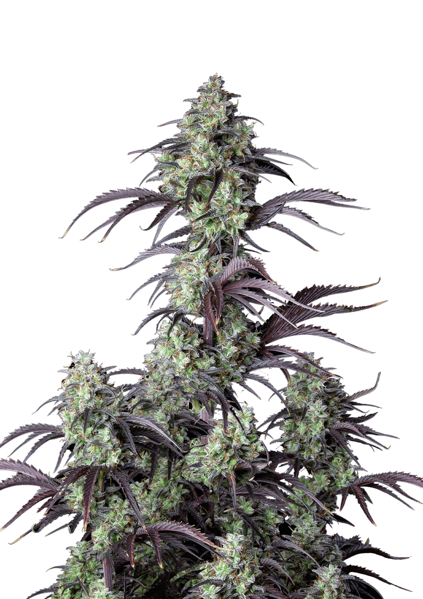 Mimosa Cake Cannabis Seeds by Fast Buds Mimosa Cake Cannabis Seeds by Fast Buds