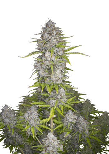 Orange Sherbet Auto Cannabis Seeds by Fast Buds