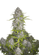 Orange Sherbet Auto Cannabis Seeds by Fast Buds
