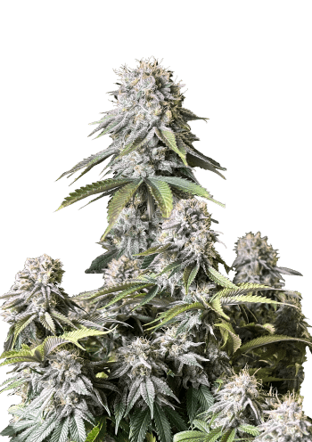 Orange Sherbet Fast Version Cannabis Seeds by Fast Buds