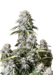 Orange Sherbet Fast Version Cannabis Seeds by Fast Buds