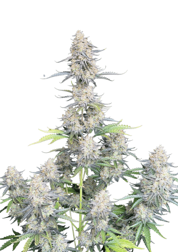Original Auto Afghan Kush Cannabis Seeds by Fast Buds