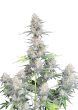 Original Auto Afghan Kush Cannabis Seeds by Fast Buds