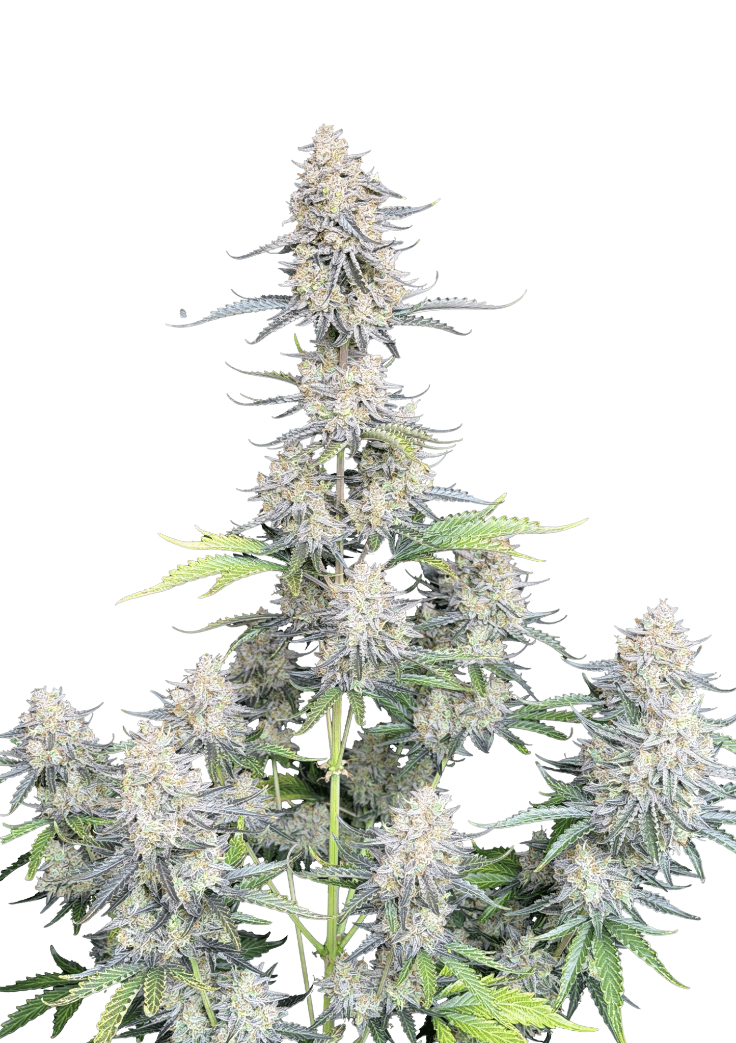 Original Auto Afghan Kush Cannabis Seeds by Fast Buds Original Auto Afghan Kush Cannabis Seeds by Fast Buds