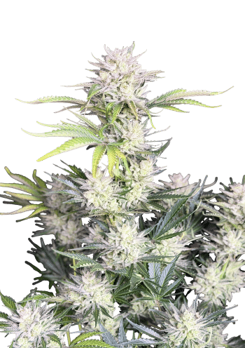Original Auto AK Cannabis Seeds by Fast Buds