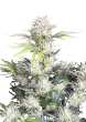 Original Auto AK Cannabis Seeds by Fast Buds