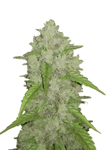 Original Auto Amnesia Haze Cannabis Seeds by Fast Buds